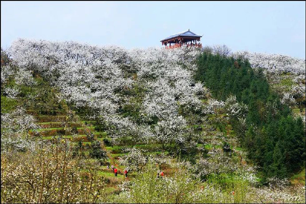 【春天，广西桂林灌阳县向您发出邀请！】我们在灌阳看梨花 - 游山玩水 - 张掖生活社区 - 张掖28生活网 zhangye.28life.net