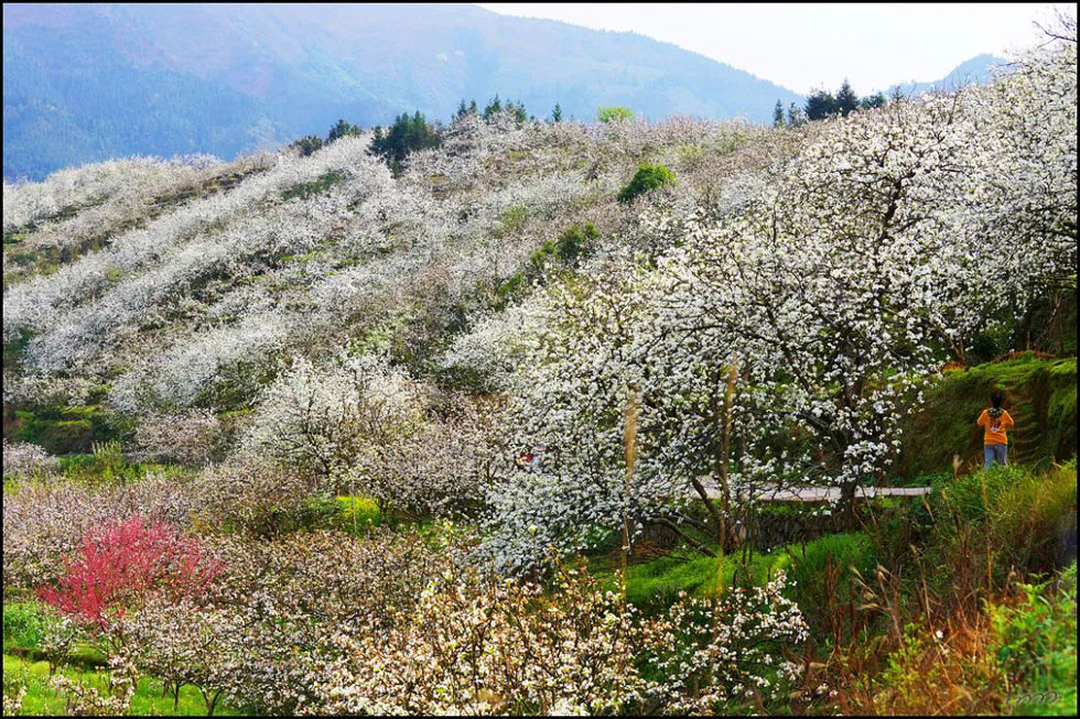 【春天，广西桂林灌阳县向您发出邀请！】我们在灌阳看梨花 - 游山玩水 - 张掖生活社区 - 张掖28生活网 zhangye.28life.net