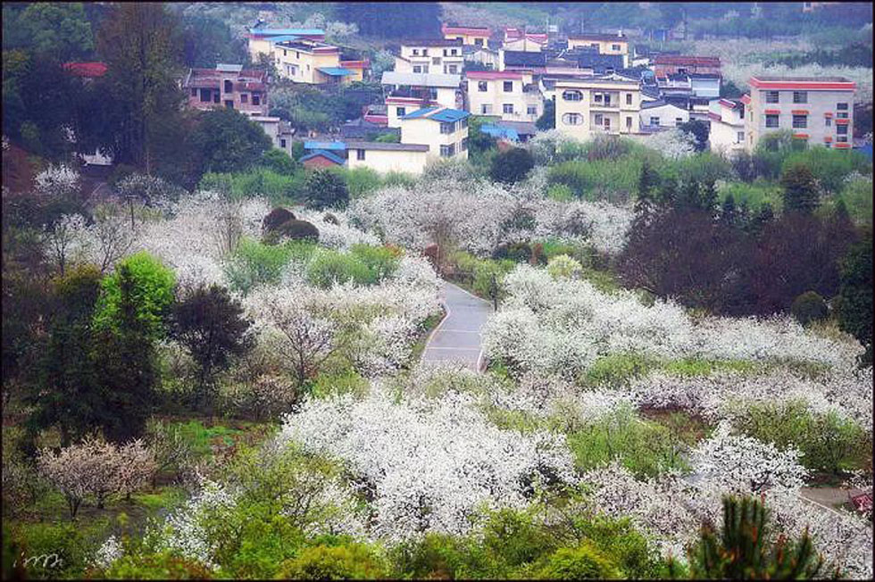【春天，广西桂林灌阳县向您发出邀请！】我们在灌阳看梨花 - 游山玩水 - 张掖生活社区 - 张掖28生活网 zhangye.28life.net