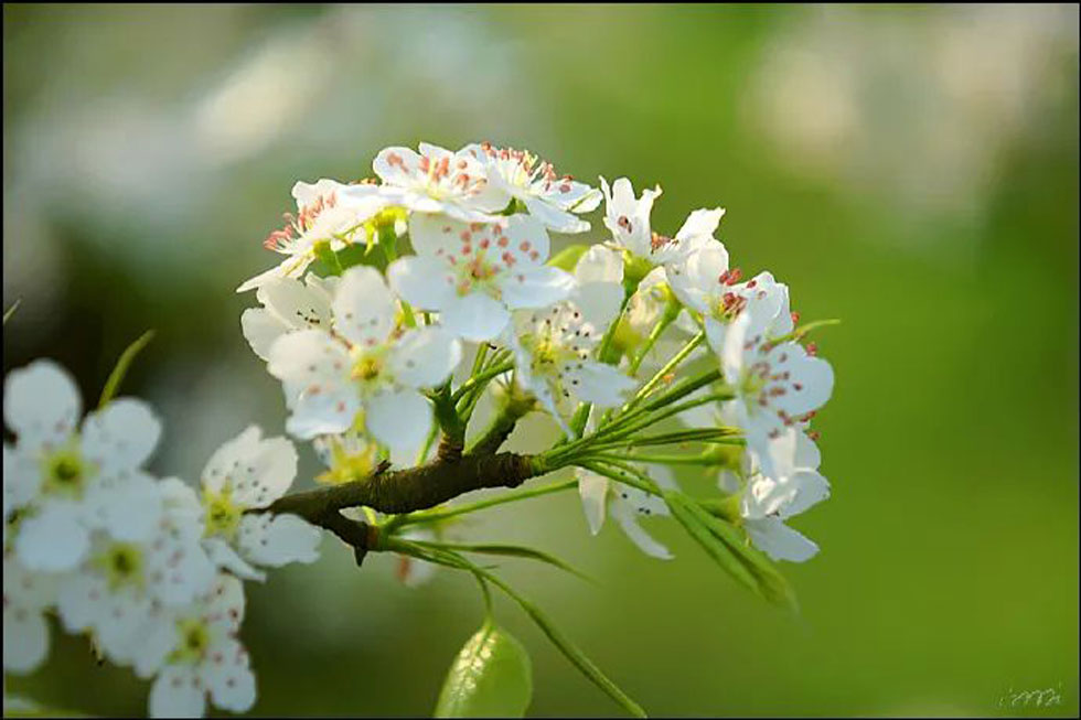 【春天，广西桂林灌阳县向您发出邀请！】我们在灌阳看梨花 - 游山玩水 - 张掖生活社区 - 张掖28生活网 zhangye.28life.net