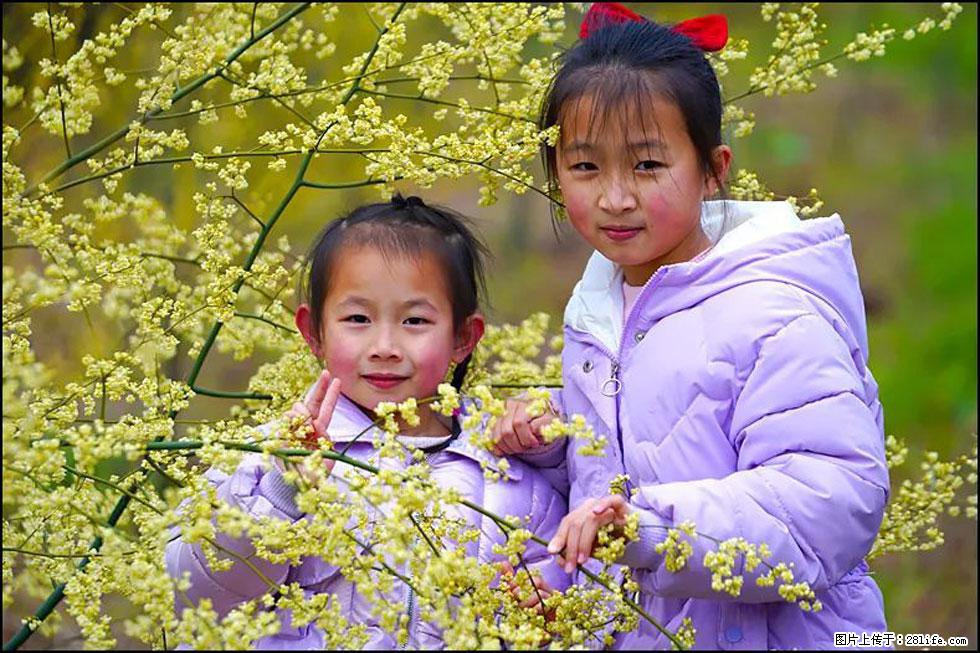 【春天，广西桂林灌阳县向您发出邀请！】米珠山前有片山苍子花在飘香 - 游山玩水 - 张掖生活社区 - 张掖28生活网 zhangye.28life.net