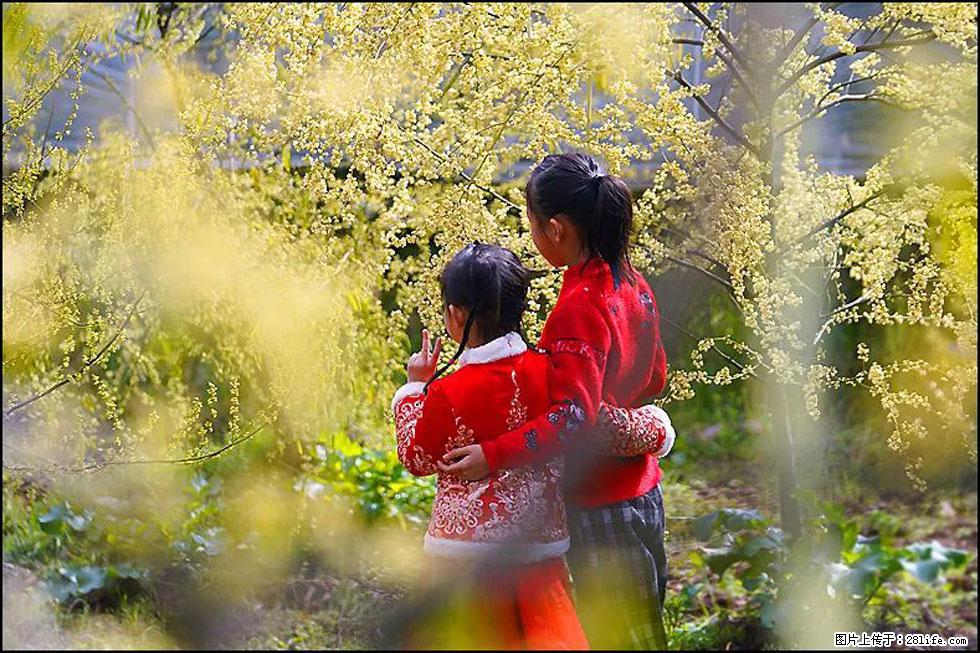 【春天，广西桂林灌阳县向您发出邀请！】米珠山前有片山苍子花在飘香 - 游山玩水 - 张掖生活社区 - 张掖28生活网 zhangye.28life.net