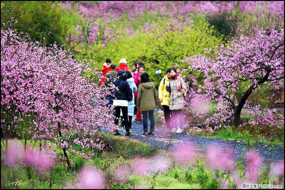 【春天，广西桂林灌阳县向您发出邀请！】官庄村有个醉美的桃花园 - 游山玩水 - 张掖生活社区 - 张掖28生活网 zhangye.28life.net