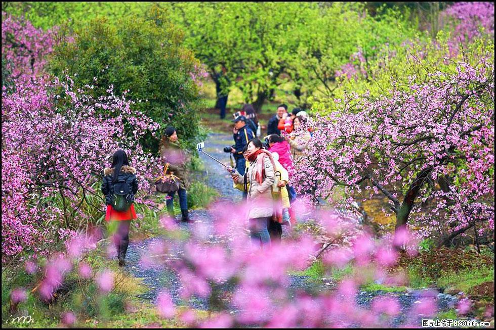 【春天，广西桂林灌阳县向您发出邀请！】官庄村有个醉美的桃花园 - 游山玩水 - 张掖生活社区 - 张掖28生活网 zhangye.28life.net