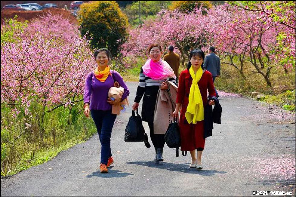 【春天，广西桂林灌阳县向您发出邀请！】官庄村有个醉美的桃花园 - 游山玩水 - 张掖生活社区 - 张掖28生活网 zhangye.28life.net