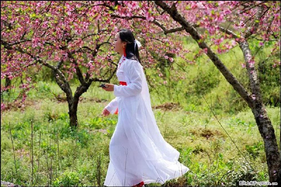 【春天，广西桂林灌阳县向您发出邀请！】官庄村有个醉美的桃花园 - 游山玩水 - 张掖生活社区 - 张掖28生活网 zhangye.28life.net