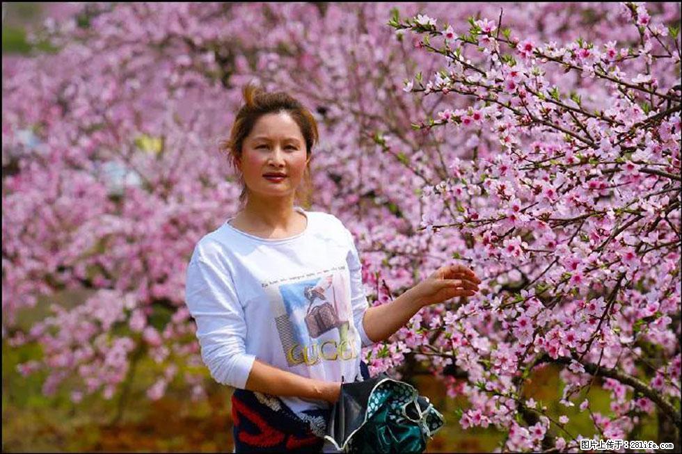 【春天，广西桂林灌阳县向您发出邀请！】官庄村有个醉美的桃花园 - 游山玩水 - 张掖生活社区 - 张掖28生活网 zhangye.28life.net