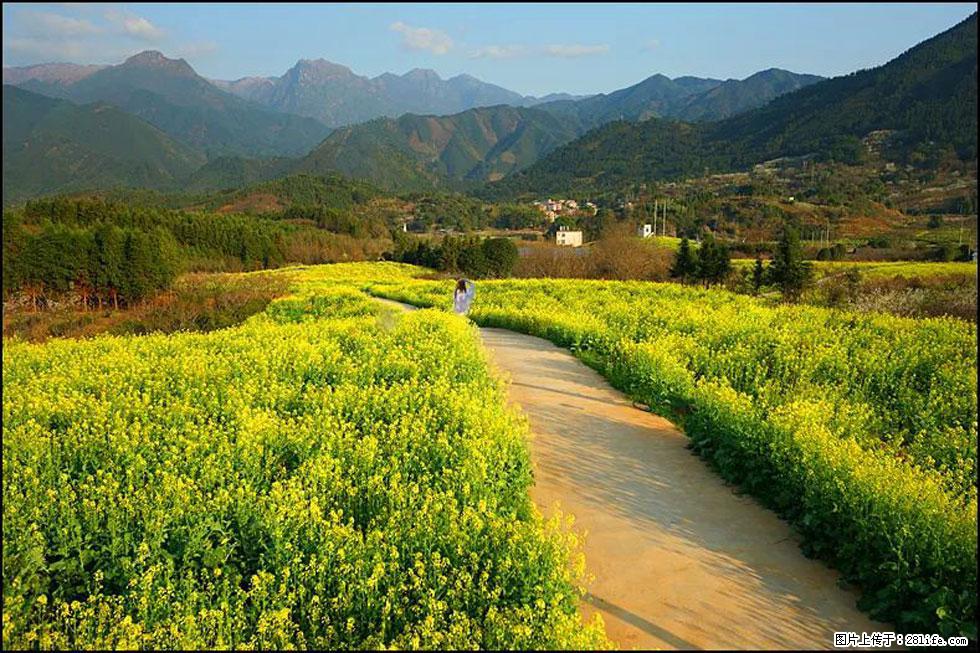 【春天，广西桂林灌阳县向您发出邀请！】长坪村油菜盛情花开 - 游山玩水 - 张掖生活社区 - 张掖28生活网 zhangye.28life.net