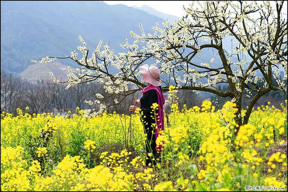 【春天，广西桂林灌阳县向您发出邀请！】长坪村油菜盛情花开 - 游山玩水 - 张掖生活社区 - 张掖28生活网 zhangye.28life.net