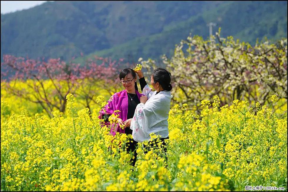 【春天，广西桂林灌阳县向您发出邀请！】长坪村油菜盛情花开 - 游山玩水 - 张掖生活社区 - 张掖28生活网 zhangye.28life.net