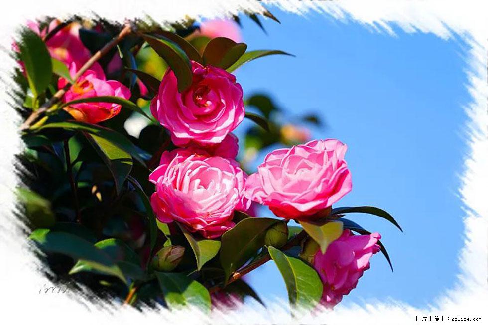 【春天，广西桂林灌阳县向您发出邀请！】杨柳井茶花惹人爱 - 游山玩水 - 张掖生活社区 - 张掖28生活网 zhangye.28life.net