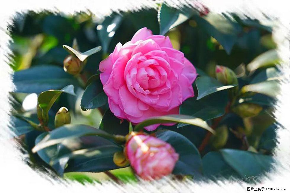 【春天，广西桂林灌阳县向您发出邀请！】杨柳井茶花惹人爱 - 游山玩水 - 张掖生活社区 - 张掖28生活网 zhangye.28life.net