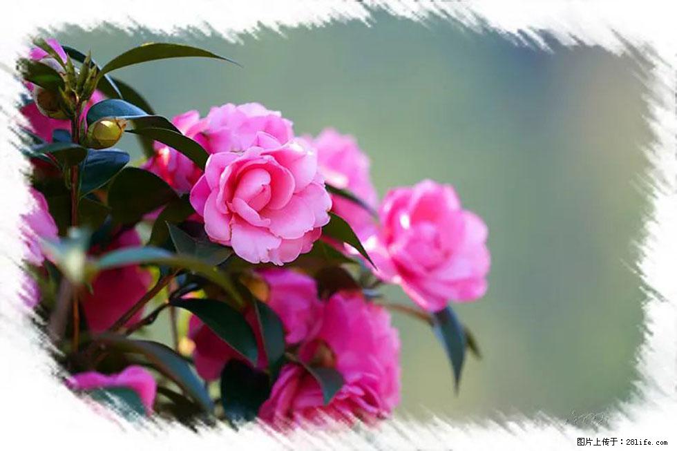 【春天，广西桂林灌阳县向您发出邀请！】杨柳井茶花惹人爱 - 游山玩水 - 张掖生活社区 - 张掖28生活网 zhangye.28life.net
