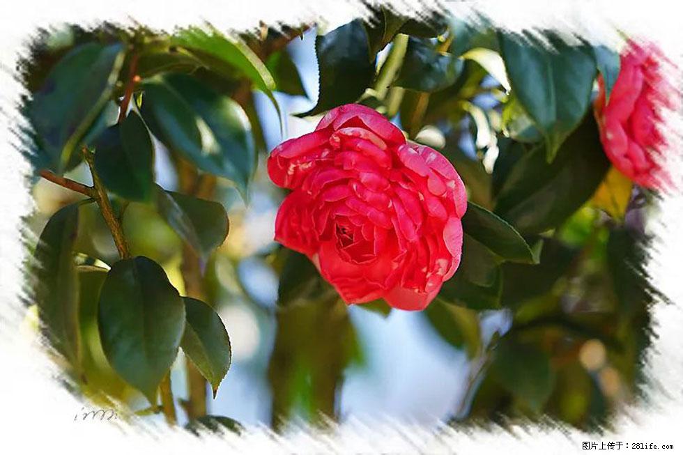 【春天，广西桂林灌阳县向您发出邀请！】杨柳井茶花惹人爱 - 游山玩水 - 张掖生活社区 - 张掖28生活网 zhangye.28life.net