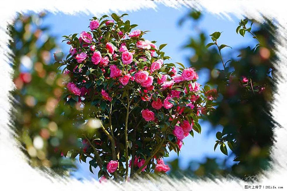 【春天，广西桂林灌阳县向您发出邀请！】杨柳井茶花惹人爱 - 游山玩水 - 张掖生活社区 - 张掖28生活网 zhangye.28life.net