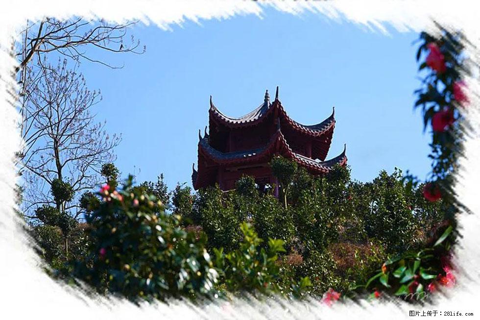 【春天，广西桂林灌阳县向您发出邀请！】杨柳井茶花惹人爱 - 游山玩水 - 张掖生活社区 - 张掖28生活网 zhangye.28life.net