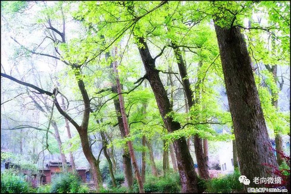 【春天,广西桂林灌阳县向您发出邀请!】在小龙村与春天约会 - 游山玩水 - 张掖生活社区 - 张掖28生活网 zhangye.28life.net