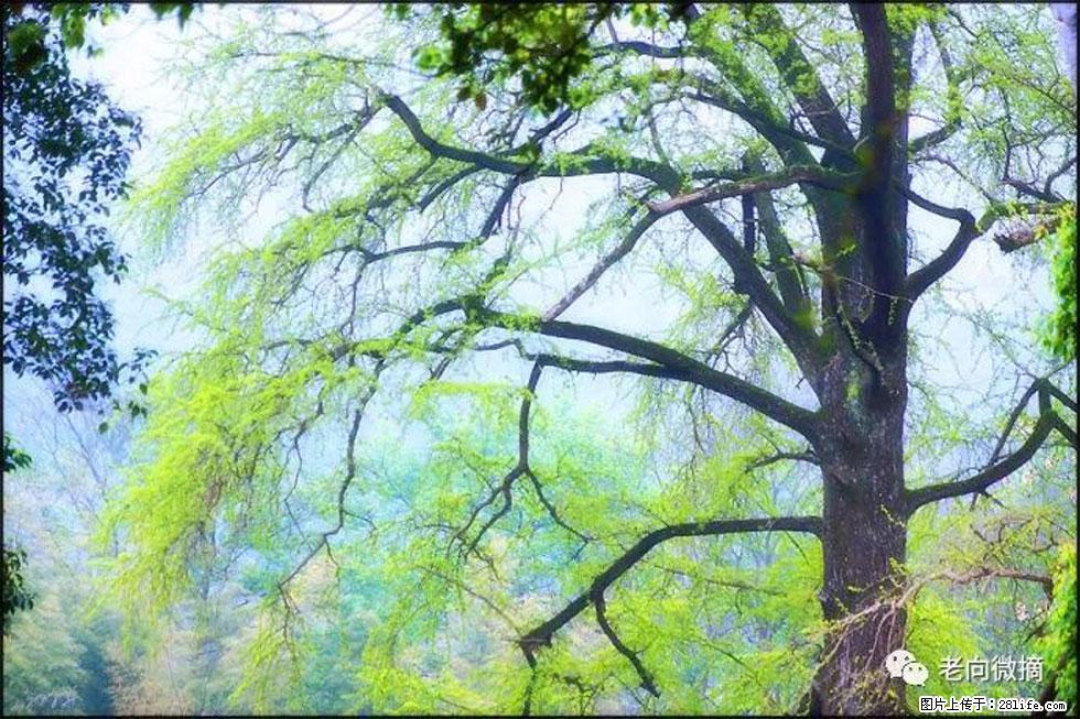 【春天,广西桂林灌阳县向您发出邀请!】在小龙村与春天约会 - 游山玩水 - 张掖生活社区 - 张掖28生活网 zhangye.28life.net
