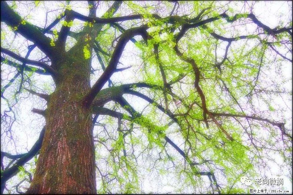 【春天,广西桂林灌阳县向您发出邀请!】在小龙村与春天约会 - 游山玩水 - 张掖生活社区 - 张掖28生活网 zhangye.28life.net