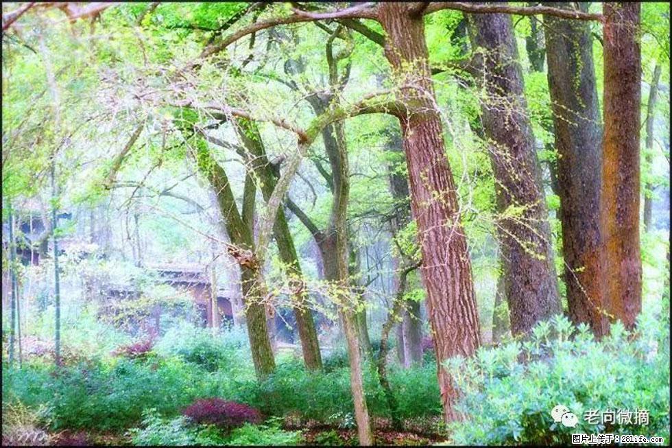【春天,广西桂林灌阳县向您发出邀请!】在小龙村与春天约会 - 游山玩水 - 张掖生活社区 - 张掖28生活网 zhangye.28life.net