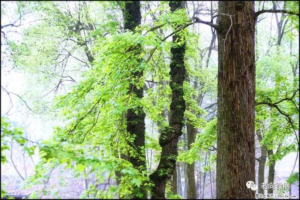 【春天,广西桂林灌阳县向您发出邀请!】在小龙村与春天约会 - 游山玩水 - 张掖生活社区 - 张掖28生活网 zhangye.28life.net