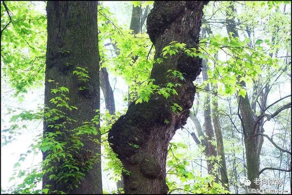 【春天,广西桂林灌阳县向您发出邀请!】在小龙村与春天约会 - 游山玩水 - 张掖生活社区 - 张掖28生活网 zhangye.28life.net