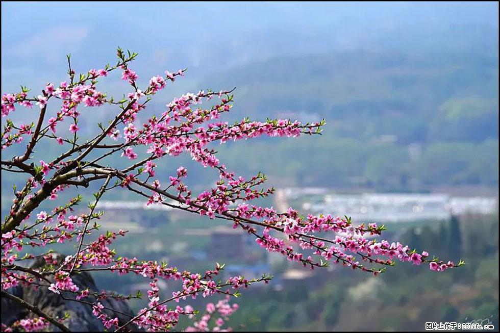 【春天,广西桂林灌阳县向您发出邀请!】望月岭上桃花开 - 游山玩水 - 张掖生活社区 - 张掖28生活网 zhangye.28life.net
