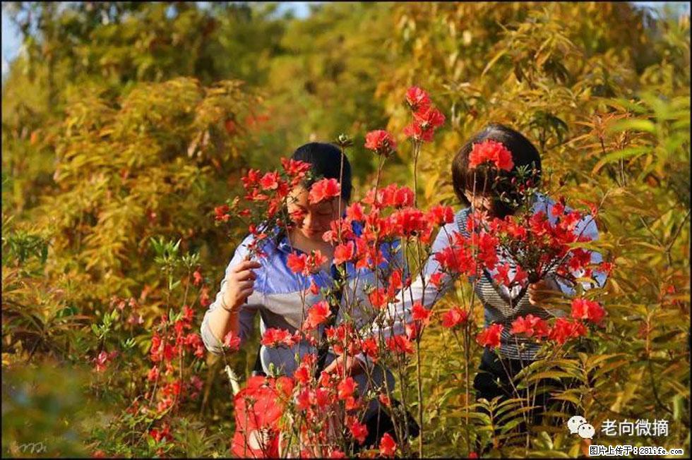 【春天,广西桂林灌阳县向您发出邀请!】登麒麟山,相约映山红 - 游山玩水 - 张掖生活社区 - 张掖28生活网 zhangye.28life.net
