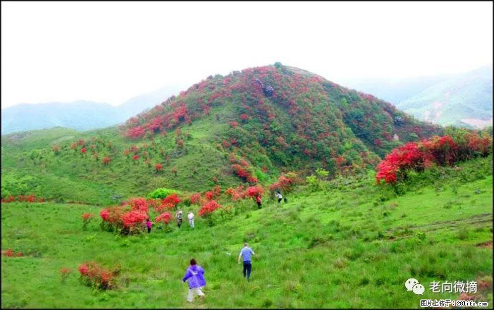 【春天,广西桂林灌阳县向您发出邀请!】宝盖山上映山红 - 游山玩水 - 张掖生活社区 - 张掖28生活网 zhangye.28life.net