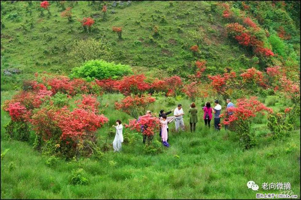 【春天,广西桂林灌阳县向您发出邀请!】宝盖山上映山红 - 游山玩水 - 张掖生活社区 - 张掖28生活网 zhangye.28life.net