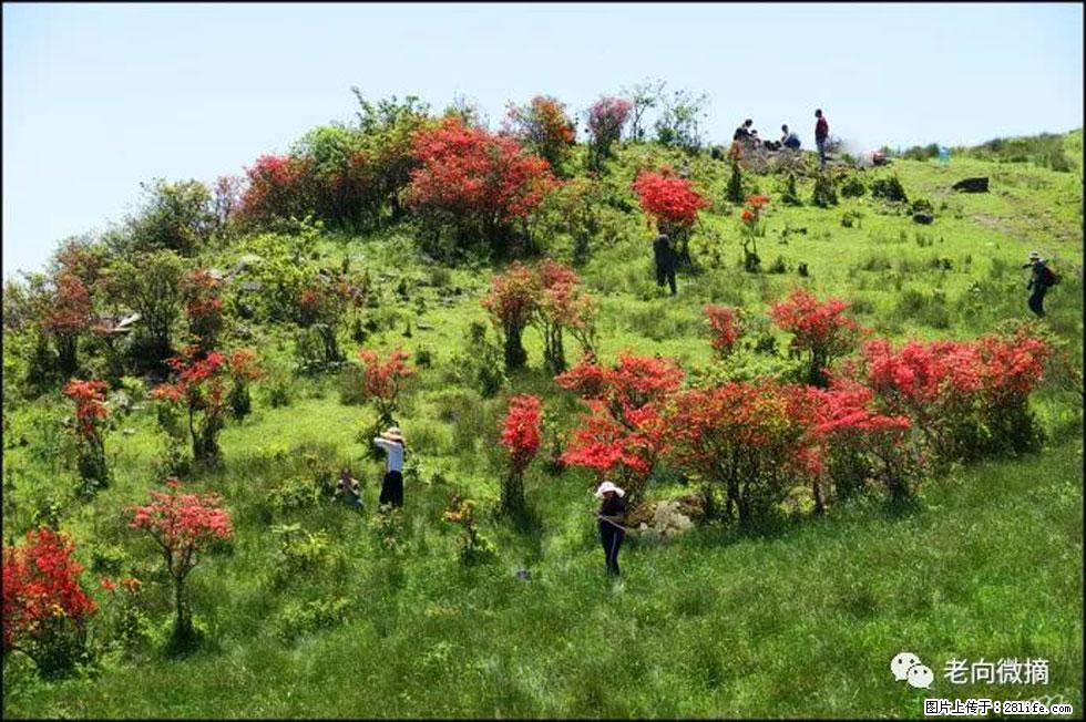 【春天,广西桂林灌阳县向您发出邀请!】宝盖山上映山红 - 游山玩水 - 张掖生活社区 - 张掖28生活网 zhangye.28life.net