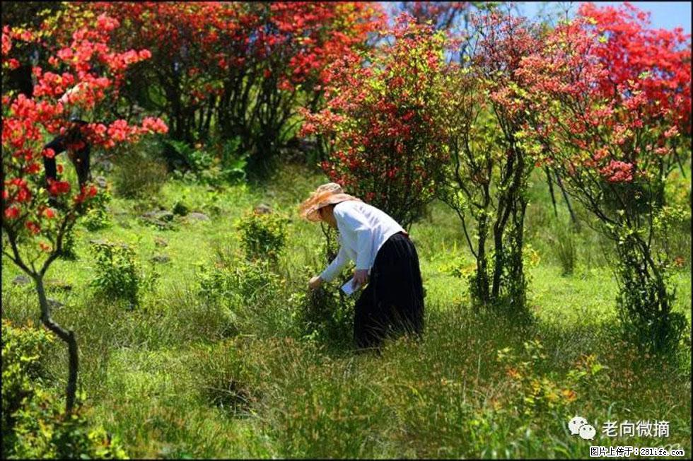 【春天,广西桂林灌阳县向您发出邀请!】宝盖山上映山红 - 游山玩水 - 张掖生活社区 - 张掖28生活网 zhangye.28life.net