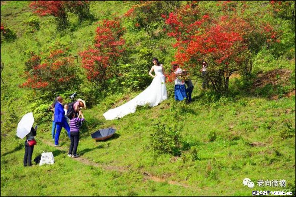 【春天,广西桂林灌阳县向您发出邀请!】宝盖山上映山红 - 游山玩水 - 张掖生活社区 - 张掖28生活网 zhangye.28life.net