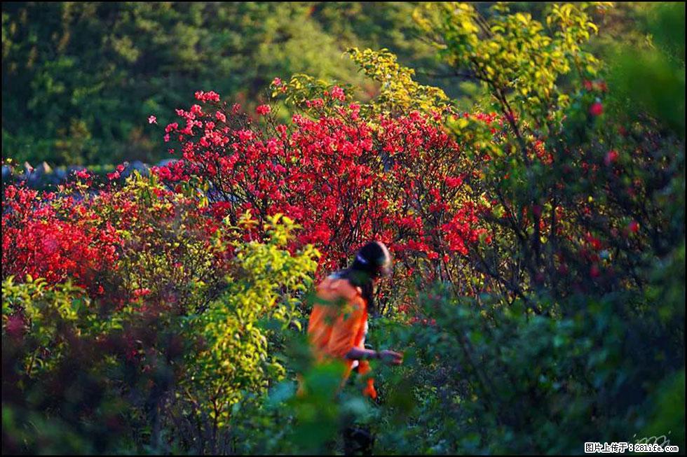【春天,广西桂林灌阳县向您发出邀请!】春木界上映山红 - 游山玩水 - 张掖生活社区 - 张掖28生活网 zhangye.28life.net