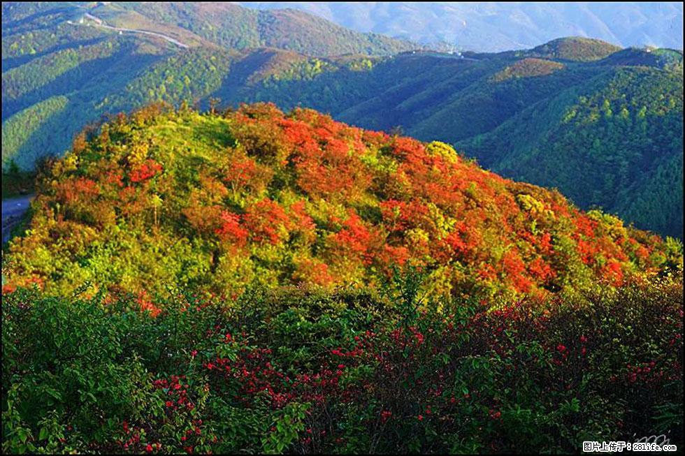 【春天,广西桂林灌阳县向您发出邀请!】春木界上映山红 - 游山玩水 - 张掖生活社区 - 张掖28生活网 zhangye.28life.net