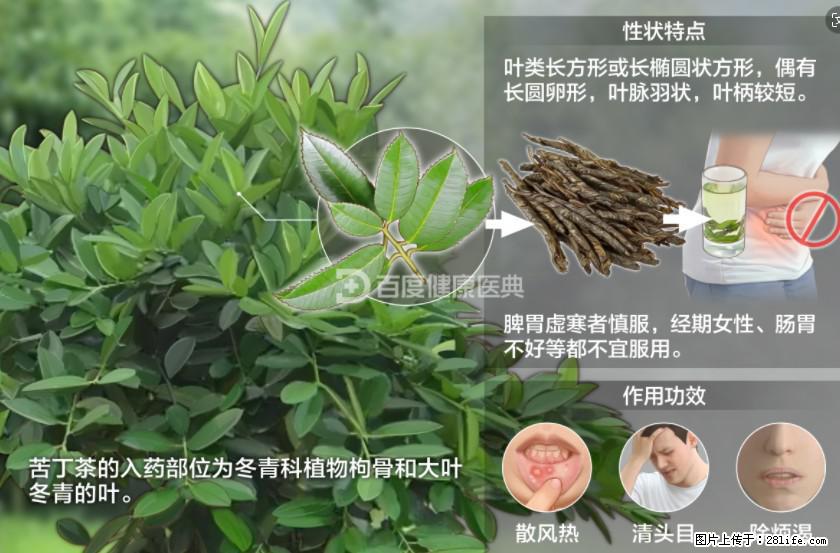 苦丁茶有哪些功效和作用 - 生活百科 - 张掖生活社区 - 张掖28生活网 zhangye.28life.net