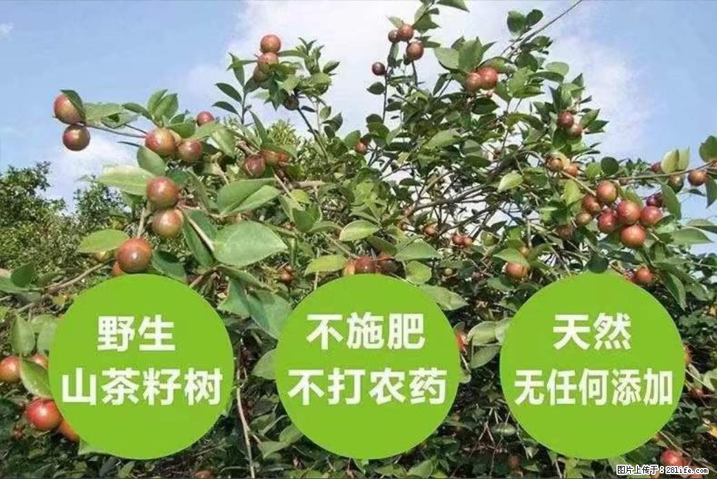 【灌阳县油茶产业示范区】一个有着充实的精神生活的人，对待身外之物自会有一种淡泊的态度 - 美食天地 - 张掖生活社区 - 张掖28生活网 zhangye.28life.net