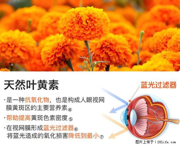 叶黄素有什么功效和作用 - 生活百科 - 张掖生活社区 - 张掖28生活网 zhangye.28life.net