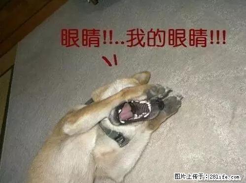 笑癫了！一女的怀孕三年未生，他终于忍不住了... - 娱乐八卦 - 张掖生活社区 - 张掖28生活网 zhangye.28life.net