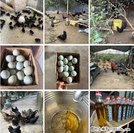 油茶园从小鸡仔开始养起的纯土鸡、土鸡蛋可以预定啦！还有前几天刚榨的纯山茶油哦 - 美食天地 - 张掖生活社区 - 张掖28生活网 zhangye.28life.net