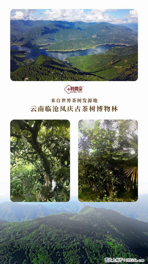 时间果百年古树2025年春红茶 - 购物交流 - 张掖生活社区 - 张掖28生活网 zhangye.28life.net