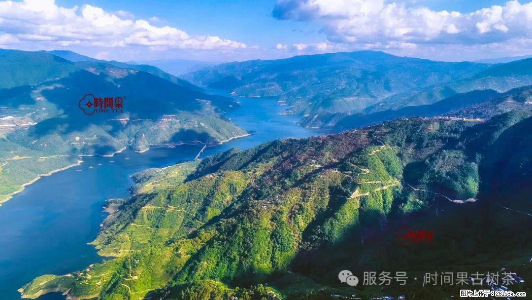 时间果百年古树龙珠普洱生茶 - 购物交流 - 张掖生活社区 - 张掖28生活网 zhangye.28life.net