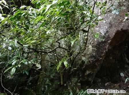 平乐石崖茶，珍贵仅次于金花茶 - 张掖生活资讯 - 张掖28生活网 zhangye.28life.net