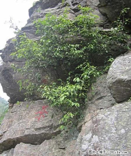 平乐石崖茶，珍贵仅次于金花茶 - 张掖生活资讯 - 张掖28生活网 zhangye.28life.net