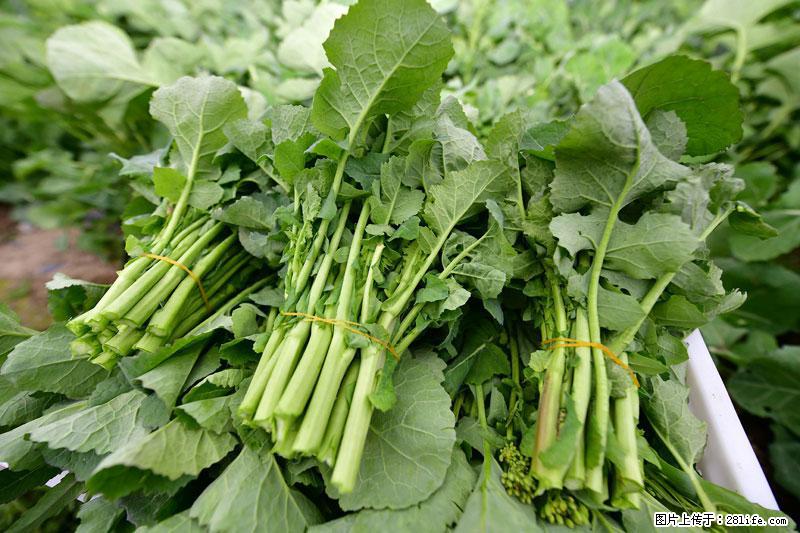 这些蔬菜是“天然钙片”，这6种被医生重点推荐 - 张掖生活资讯 - 张掖28生活网 zhangye.28life.net
